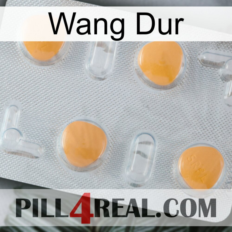 Hard Wang 24